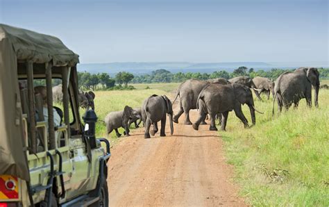 rube safari|The best virtual safaris in Africa... to enjoy at home